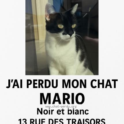 Photo 1/1 Mario Chat lost in Bassan