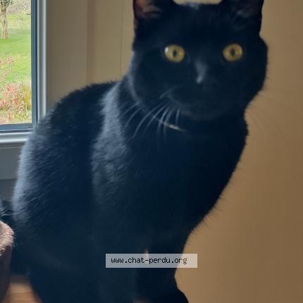 Photo 1/1 Loki Chat lost in Saint hymer