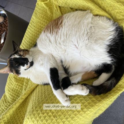 Photo 1/1 Wendy Chat lost in Echalas