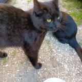 Picture of cat found at Soucieu En Jarrest