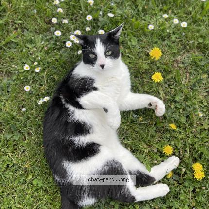 Photo 1/1 Papouf Chat lost in Saint denis en bugey