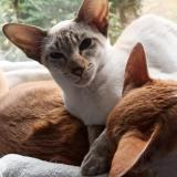 Picture of cat lost at Ormesson Sur Marne