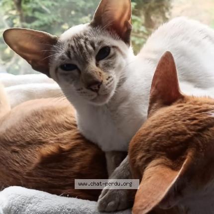 Photo 1/1 Volga Chat lost in Ormesson sur marne