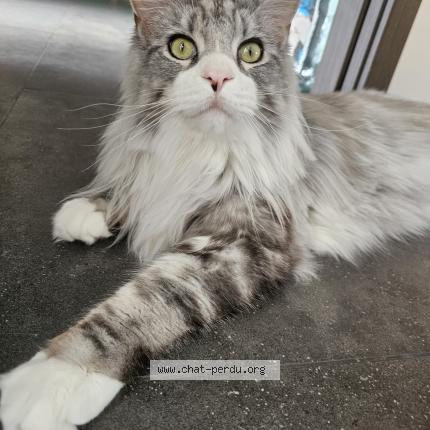 Photo 1/4 Tao Chat lost in Nivelles