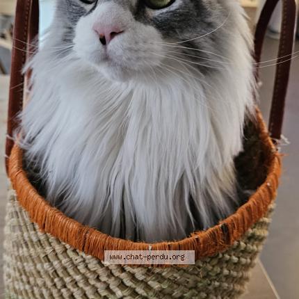 Photo 2/4 Tao Chat lost in Nivelles