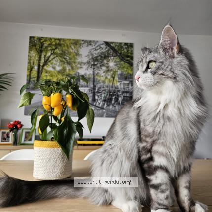 Photo 3/4 Tao Chat lost in Nivelles