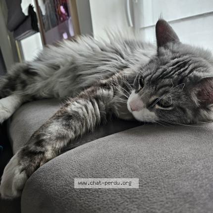 Photo 4/4 Tao Chat lost in Nivelles