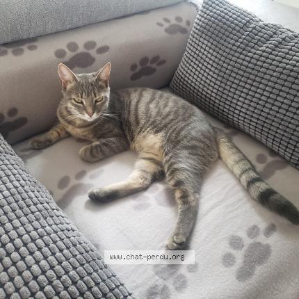 Photo 1/1 Meï Chat lost in Roissy en brie
