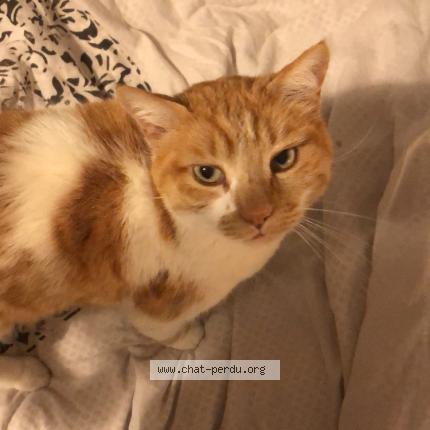 Photo 1/1 Squatteur Chat lost in Chatuzange le goubet