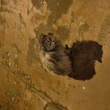 Picture of cat found at La Baule