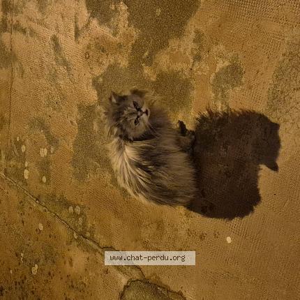 Photo 1/1 Found cat Found in La baule