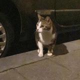 Picture of cat found at Liege