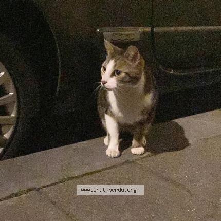 Photo 1/1 Found cat Found in Liege
