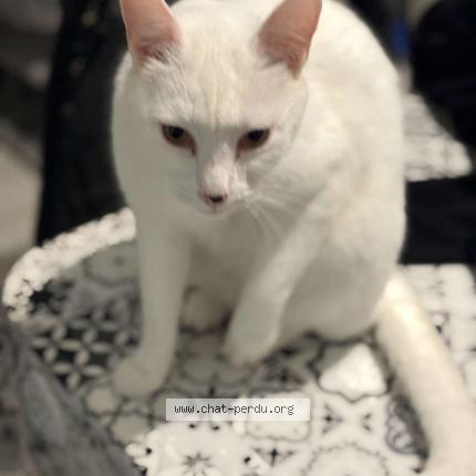 Photo 1/1 Bounty Chat lost in Saint quentin