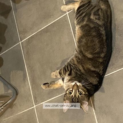 Photo 1/1 Ares Chat lost in Salon de provence