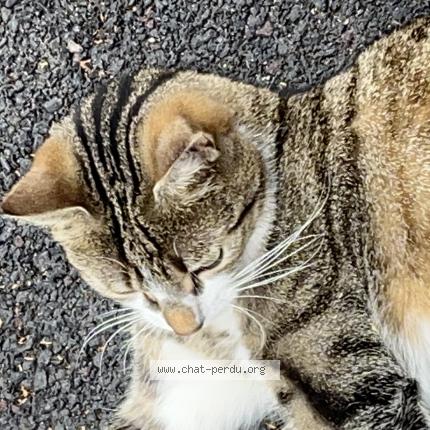 Photo 1/1 Found cat Found in Malakoff