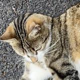 Picture of cat found at Malakoff