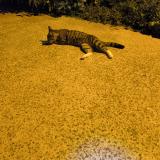 Picture of cat found at Rennes