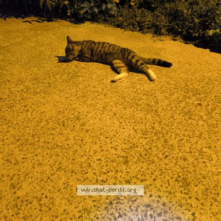 Photo 1/1 Found cat Found in Rennes