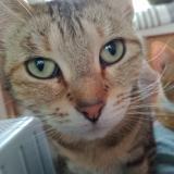 Picture of cat lost at St Hilaire