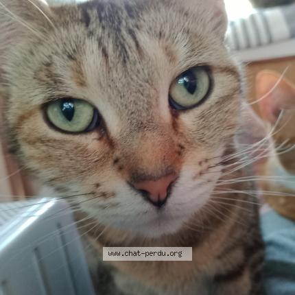 Photo 1/1 Cassandra Chat lost in St hilaire