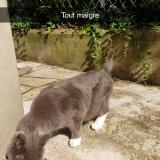 Picture of cat found at Versailles