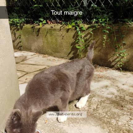 Photo 1/1 Found cat Found in Versailles