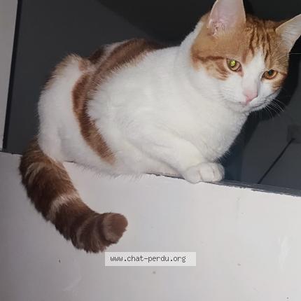 Photo 1/1 Minoch Chat lost in Montfermeil