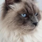Jet