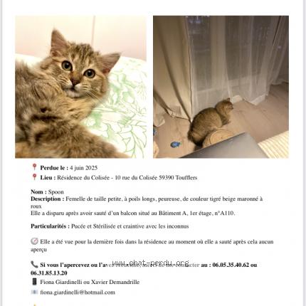 Photo 1/1 Spoon Chat lost in Lys lez lannoy