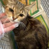 Picture of cat found at Erquinghem Lys