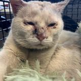 Picture of cat found at Tourcoing