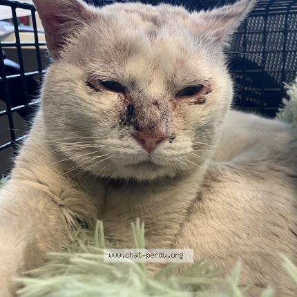 Photo 1/1 Found cat Found in Tourcoing