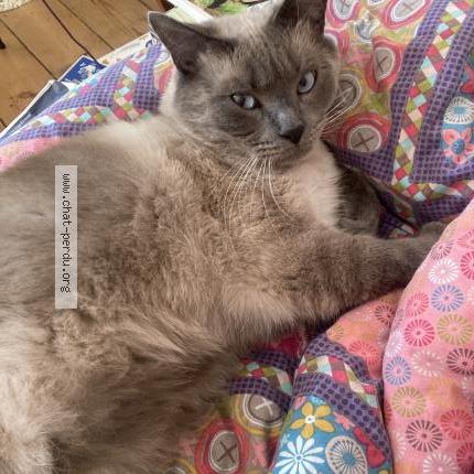 Photo 1/1 Tito Chat lost in Roubaix