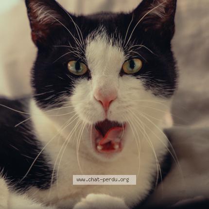 Photo 1/1 Akamaru Chat lost in Orbe