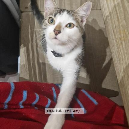 Photo 1/1 Zelda Chat lost in Beziers