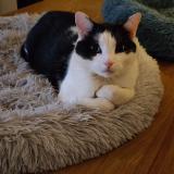 Picture of cat lost at Bruxelles Ville