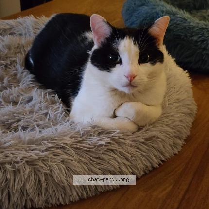 Foto 1/1 Kat teruggevonden Vermist in Bruxelles Ville