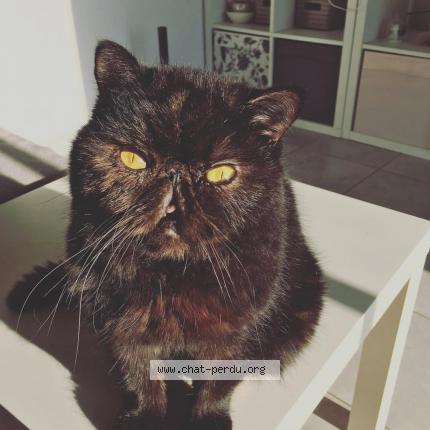 Photo 1/1 Isis Chat lost in Pouillon