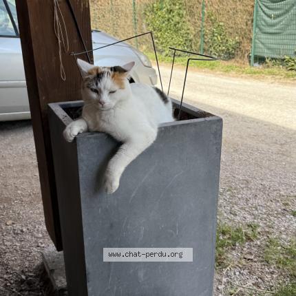 Photo 1/1 Luna Chat lost in Bons en chablais