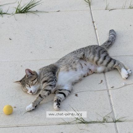 Photo 1/1 ANGIE Chat lost in Roquebrune