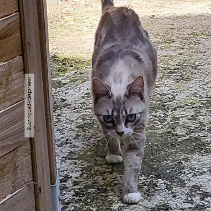 Photo 1/1 Pearl Chat lost in Saint quentin