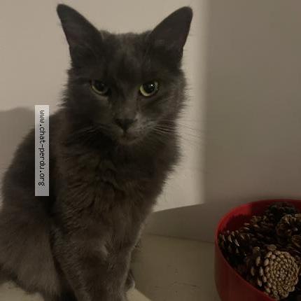 Photo 1/1 Coucouilloux Chat lost in Bron