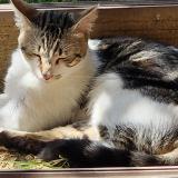 Picture of cat found at Toulouse