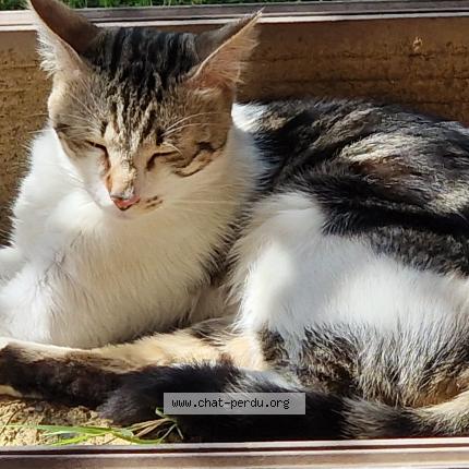 Photo 1/1 Found cat Found in Toulouse