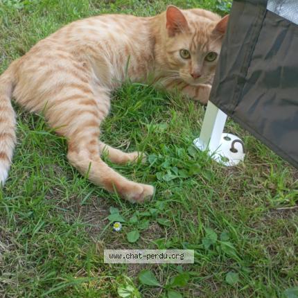 Photo 1/1 Tigrou Chat lost in Peronne