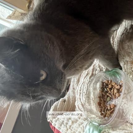 Photo 1/1 Lilly Chat lost in Douai