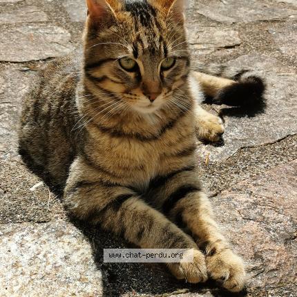 Photo 2/3 Inconnu Chat lost in Limoges