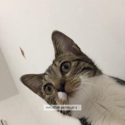 Photo 1/1 Zélia Chat lost in Dijon