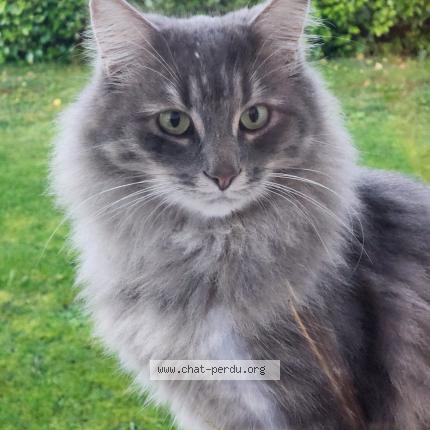 Photo 1/1 TSONTSOKO Chat lost in Plogonnec